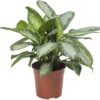 Aglaonema Silver Bay Kolbenfaden