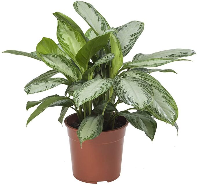 Aglaonema Silver Bay Kolbenfaden