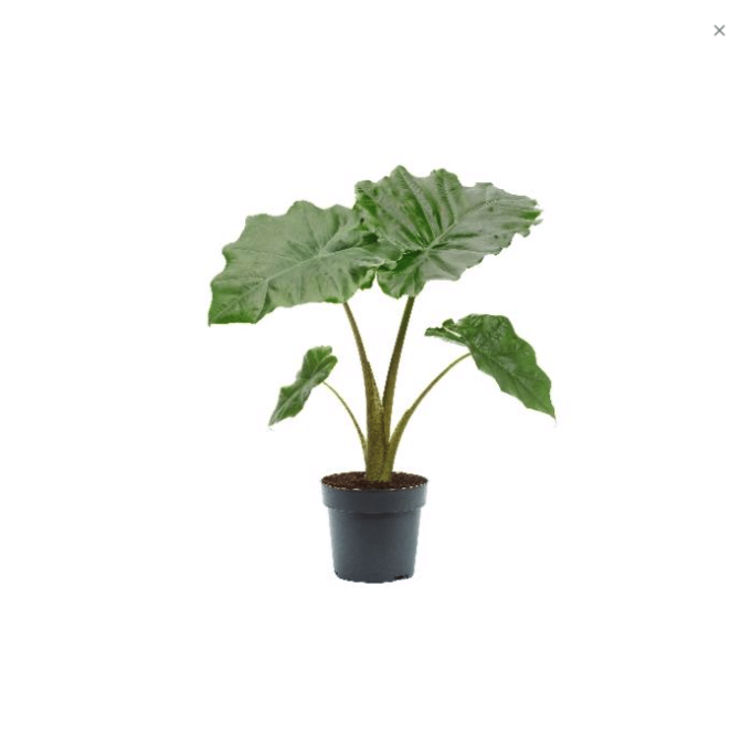 Alocasia Portodora (Pfeilblatt) 17 plantlovers 65