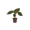 Alocasia Wentii (Pfeilblatt) 17 plantlovers 65