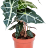 Alocasia Amazonica Polly Pfeilblatt plantlovers