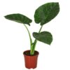 Alocasia Macrorrhiza Riesen Taro plantlovers