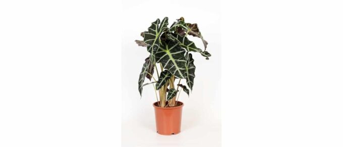 Alocasia Amazonica Polly Pfeilblatt bei plantlovers