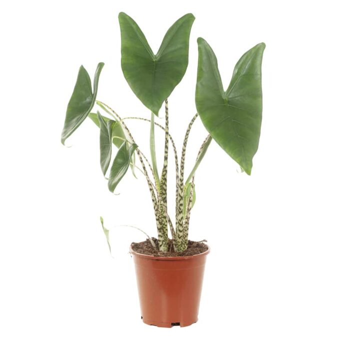 alocasia zebrina