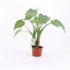 Alocasia Cucullata