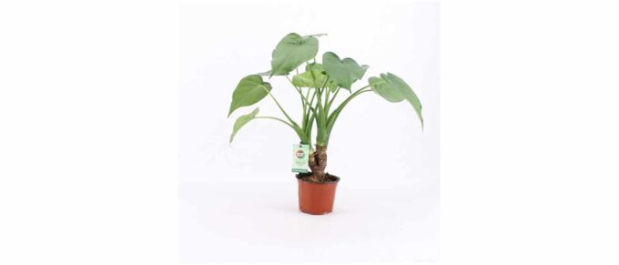 Alocasia Cucullata