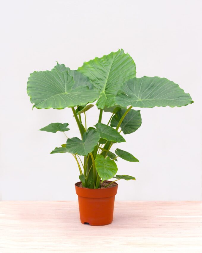 Alocasia gageana Pfeilblatt