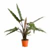 Alocasia lauterbachiana Pfeilblatt plantlovers