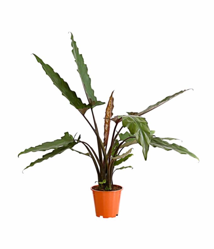 Alocasia lauterbachiana Pfeilblatt plantlovers