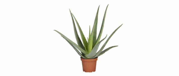 Aloe vera (echte aloe) Aloe barbadensis_