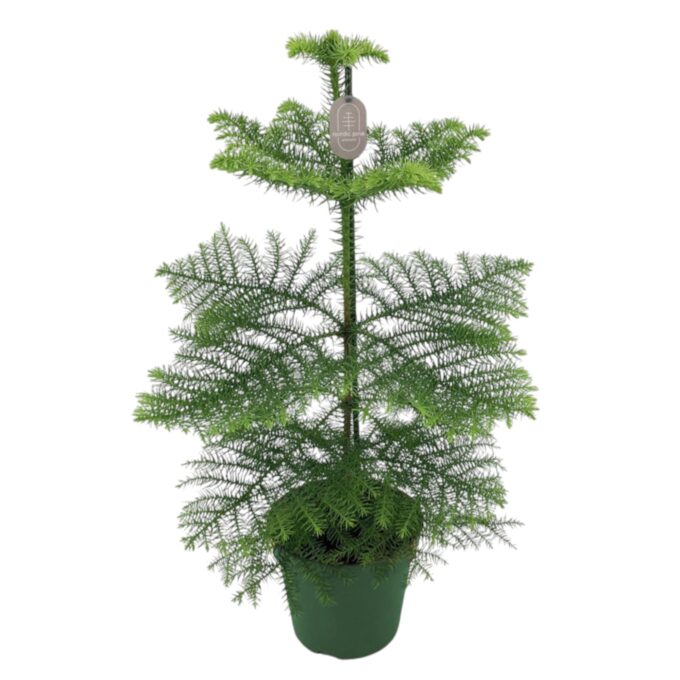 Araucaria heterophylla 17_plantlovers_60