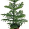 Araucaria Heterophylla (Zimmertanne)