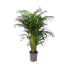 Areca Lutescens Dypsis Goldfruchtpalme