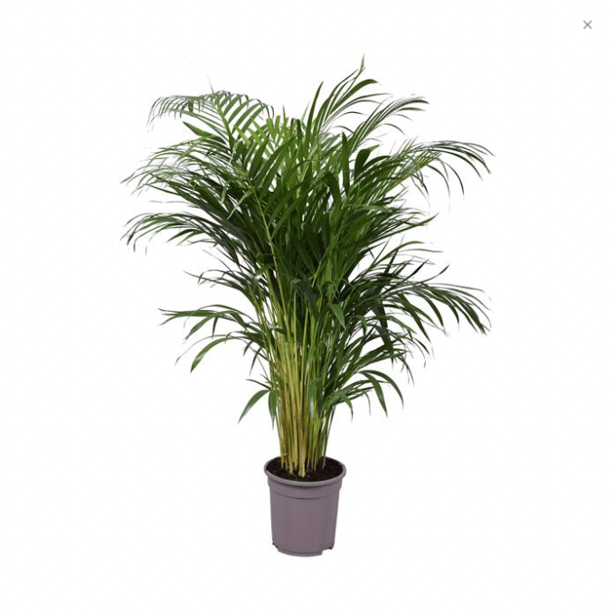 Areca Lutescens Dypsis Goldfruchtpalme