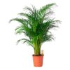 Areca catechu Betelnusspalme