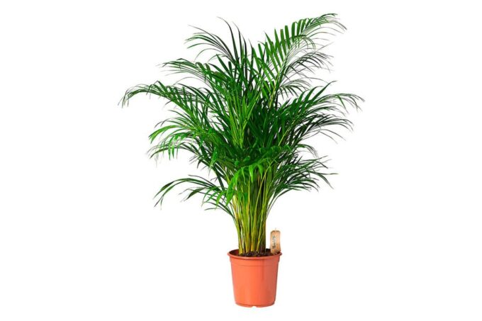 Areca catechu Betelnusspalme
