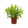 Asplenium Nidus Nestfarn