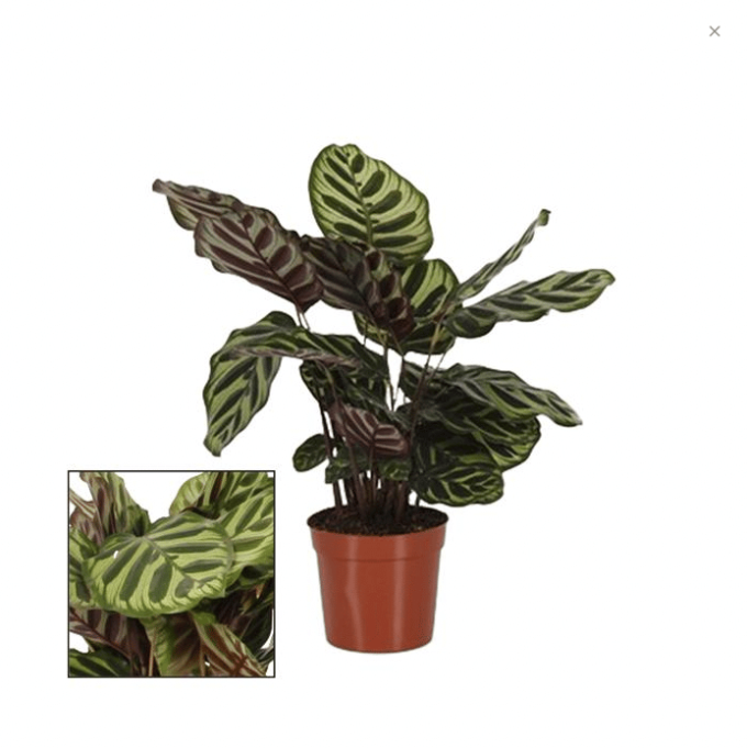Calathea Makoyana 14 plantlovers 45