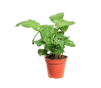 Calathea Musaica Network 12 plantlovers 30