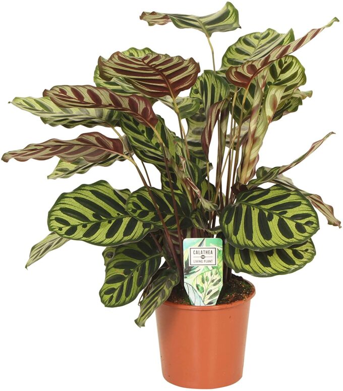 Calathea Makoyana 17_plantlover