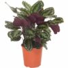 calathea medaillon korbmarante