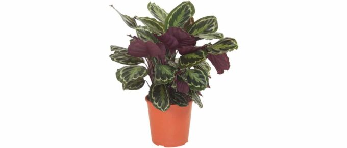 calathea medaillon korbmarante