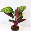Calathea Roseopicta Mediallon