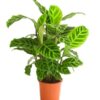 Calathea Zebrina Zebra-Korbmarante