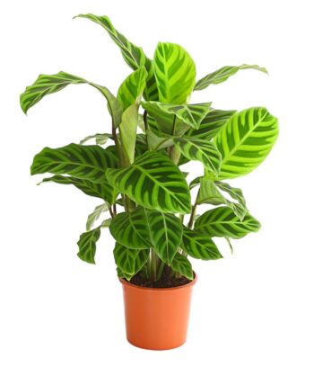 Calathea Zebrina Zebra-Korbmarante