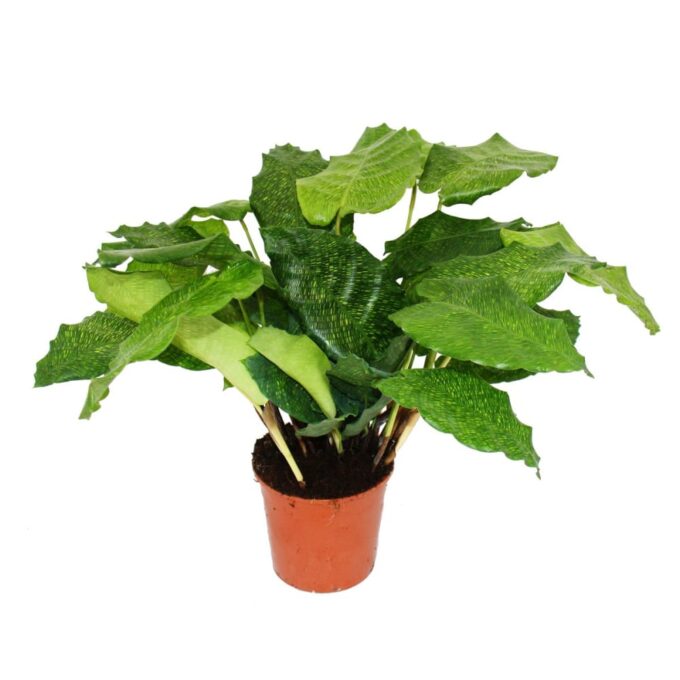 Calathea Musaica Network (Korbmarante Musaica Network)