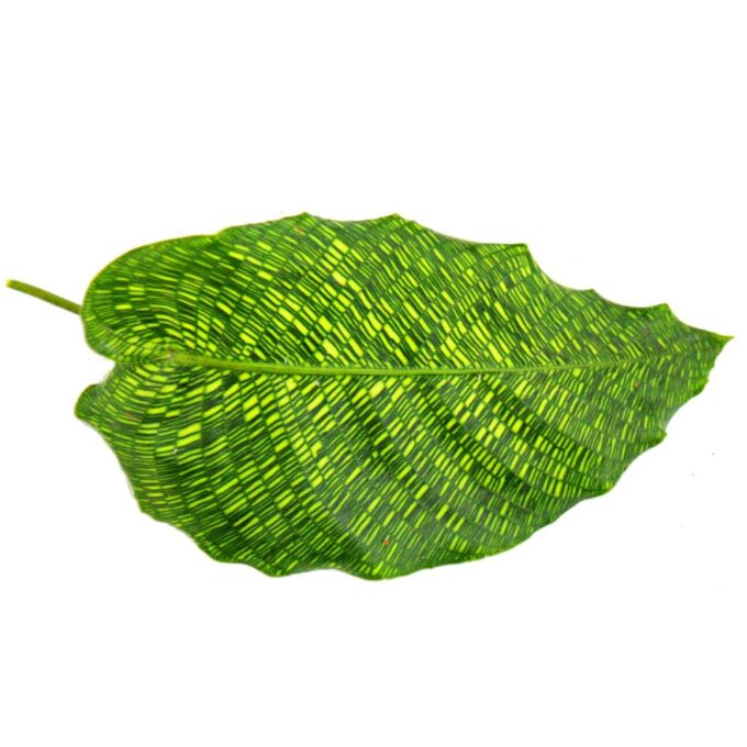Calathea network musaica blatt