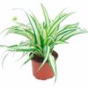 Chlorophytum comosum (Grünlilie)