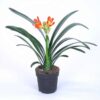 Clivia Miniata plantlovers