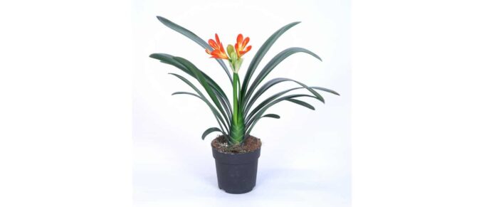 Clivia Miniata plantlovers