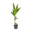 Cocos-nucifera-19-plantlovers-100