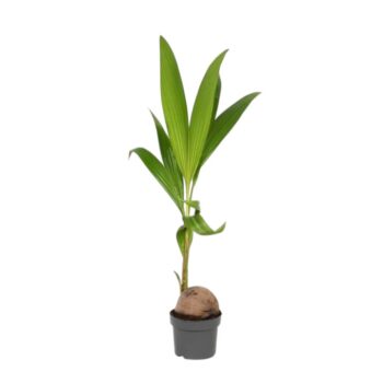 Cocos-nucifera-19-plantlovers-100