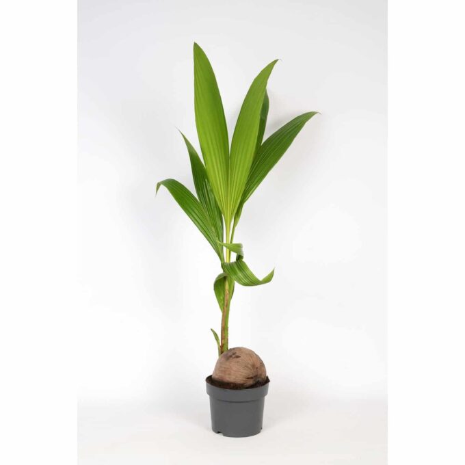 Cocos Nucifera Kokospalme