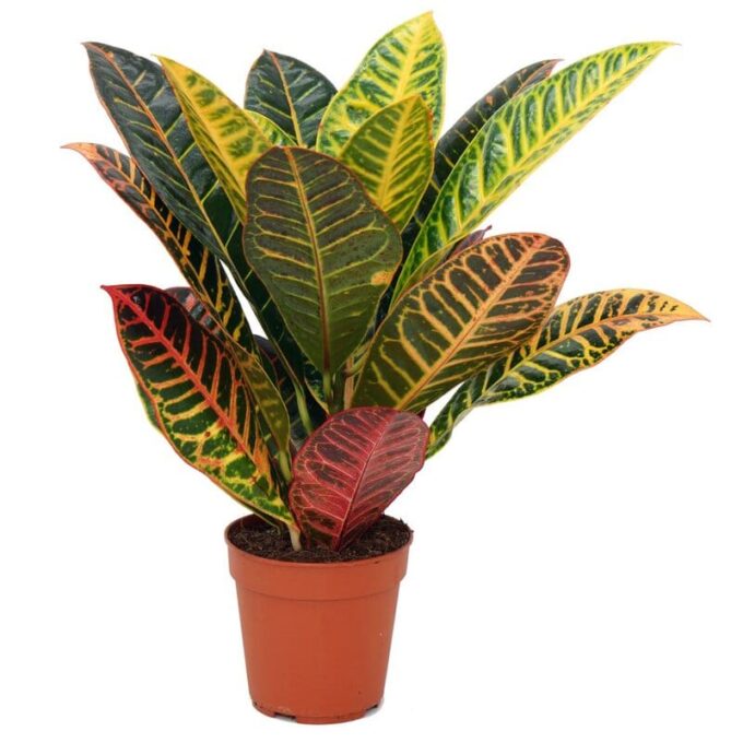 Codiaeum Variegatum Petra Wunderstrauch