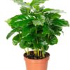 Coffea arabica Kaffeepflanze plantlovers