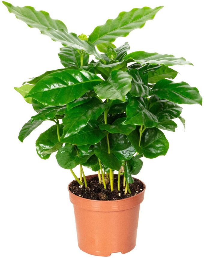 Coffea arabica Kaffeepflanze plantlovers