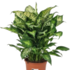 Dieffenbachia Compacta 19 plantlovers