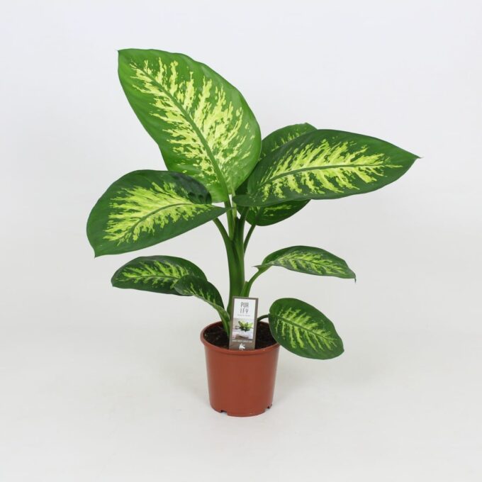 Dieffenbachia Seguine Lemon Tropic 17