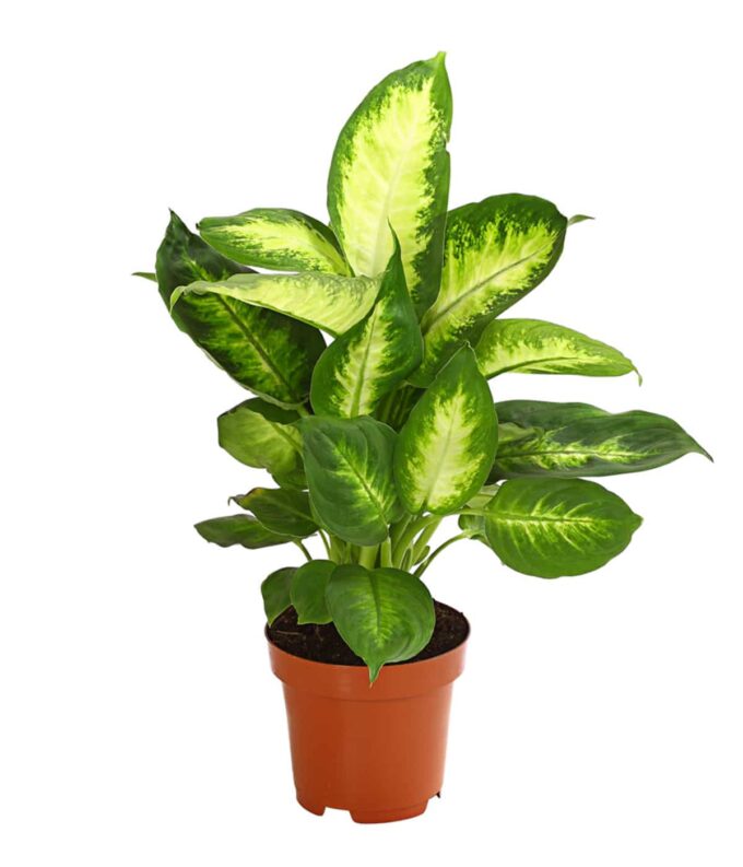 Dieffenbachia Seguine Lemon Tropic Dieffenbachie