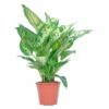 Dieffenbachia compacta Diffenbachie