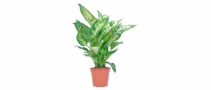 Dieffenbachia compacta Diffenbachie