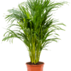 Dypsis areca lutescens 21 areca palme goldfruchtpalme plantlovers_100