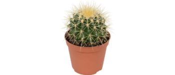 Echinocactus grusonii