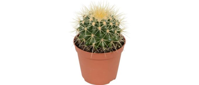 Echinocactus grusonii