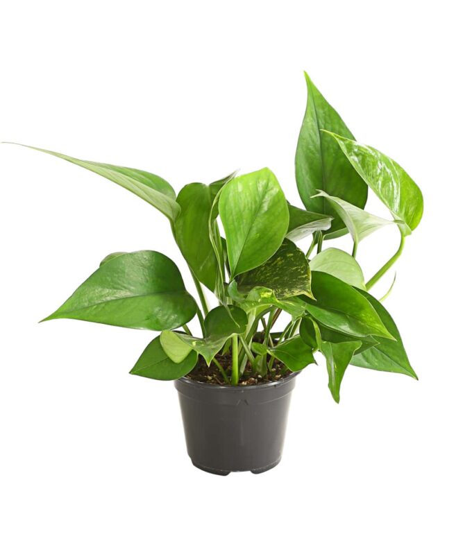 Epipremnum aureum efeutute 11 plantlovers