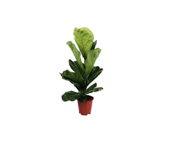 Ficus-Lyrata-17_plantlovers-70-2